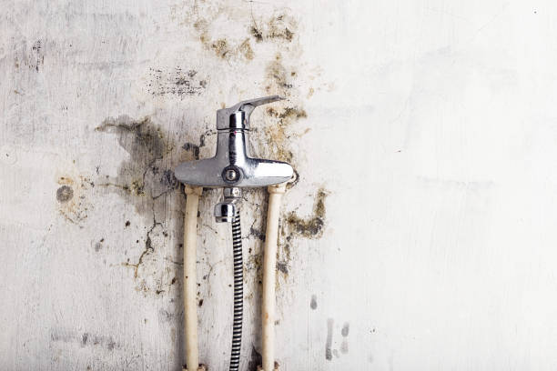 Best Toxic Mold Removal  in Mary Esther, FL