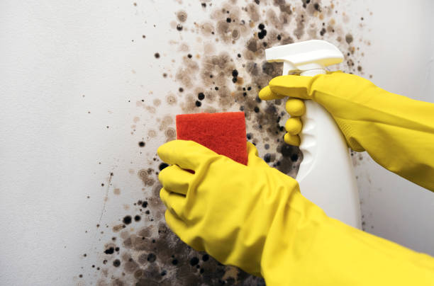 Professional Mold Removal in Mary Esther, FL